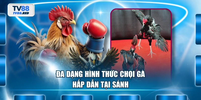 Đa dạng hình thức chọi gà hấp dẫn tại sảnh