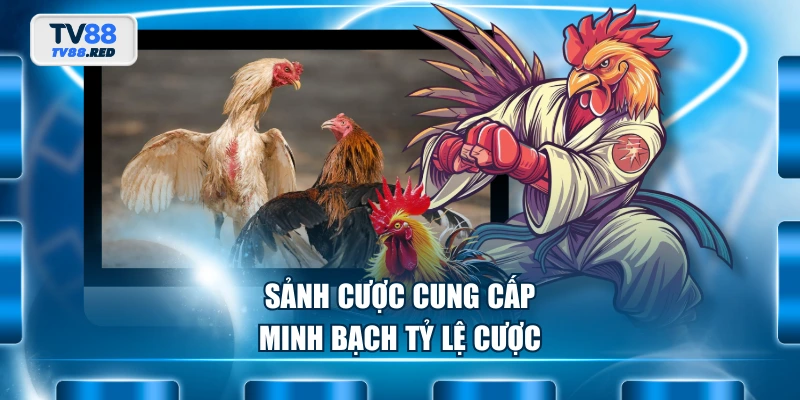 Sảnh cược cung cấp minh bạch tỷ lệ cược