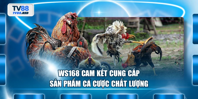 WS168 cam kết cung cấp sản phẩm cá cược chất lượng