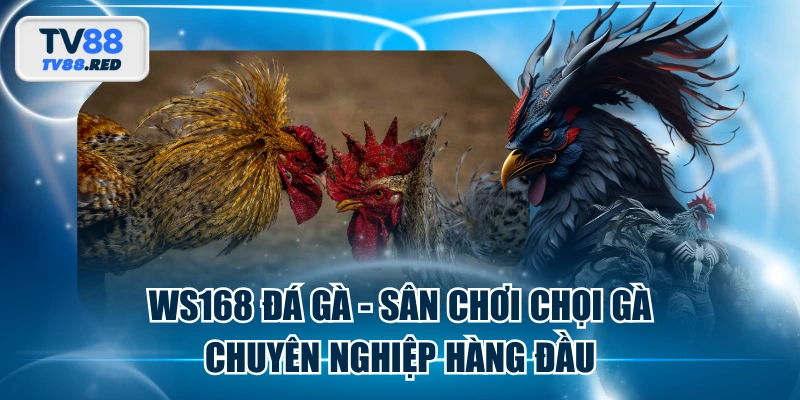 WS168 Đá Gà - Sân Chơi Chọi Gà Chuyên Nghiệp Hàng Đầu